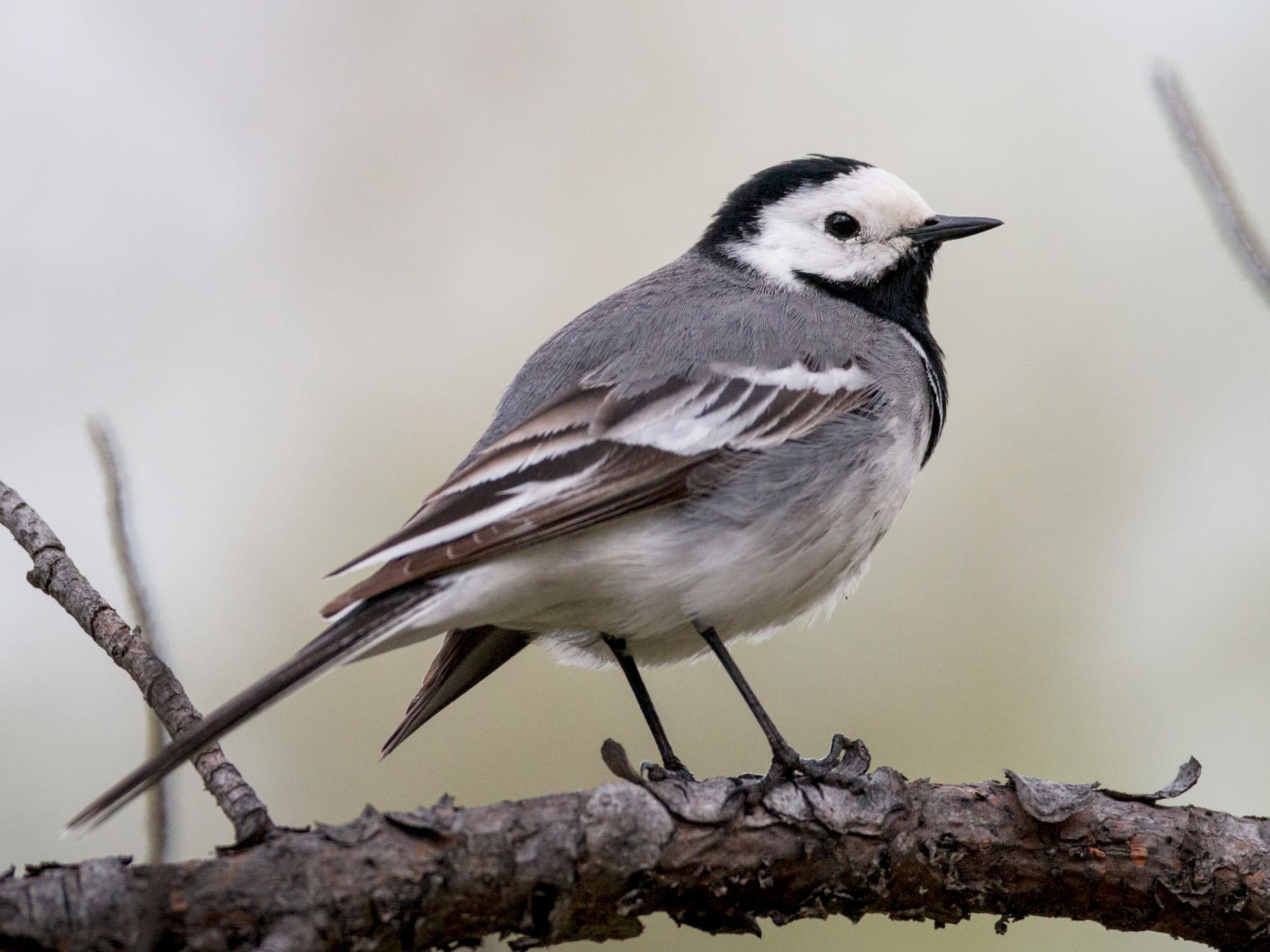 White Wagtail